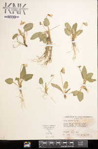 Viola fimbriatula image