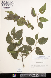 Celtis tenuifolia image