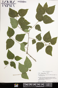 Celtis tenuifolia image