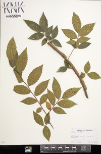 Ulmus alata image