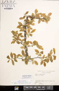 Ulmus alata image