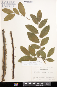 Ulmus alata image