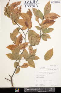 Ulmus alata image