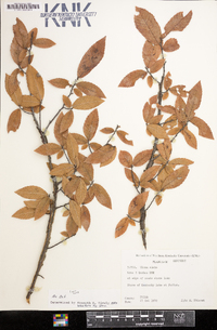 Ulmus alata image