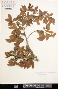 Ulmus alata image