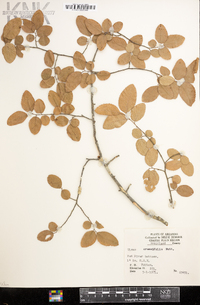 Ulmus crassifolia image