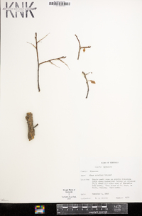 Ulmus serotina image