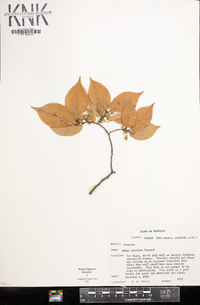 Ulmus serotina image