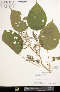 Laportea canadensis image