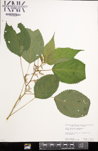 Laportea canadensis image