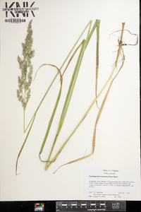 Calamagrostis coarctata image