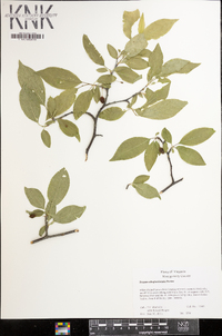 Prunus alleghaniensis image