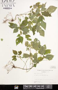 Pilea pumila image