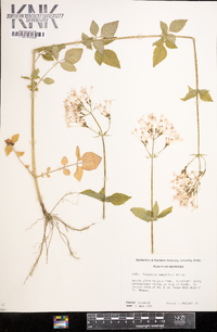 Valeriana pauciflora image