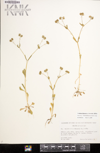 Valerianella locusta image