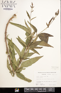 Verbena hastata image