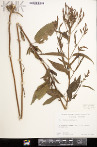 Verbena hastata image