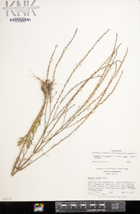 Verbena officinalis image