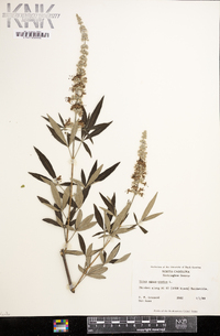 Vitex agnus-castus image