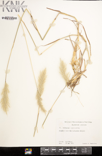 Bothriochloa saccharoides image