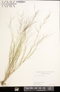 Aristida oligantha image