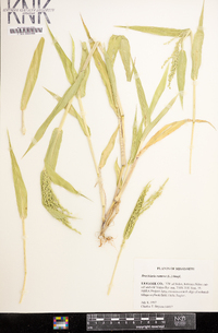 Brachiaria ramosa image