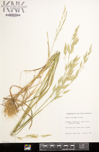 Bromus commutatus image