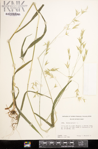 Bromus purgans image