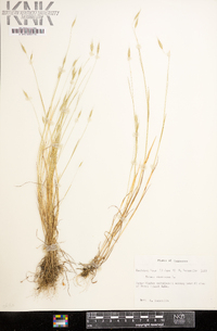 Bromus racemosus image