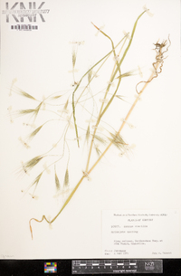 Bromus sterilis image