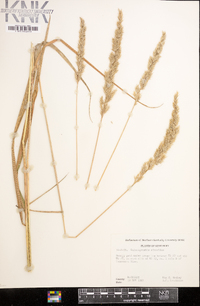 Calamagrostis cinnoides image