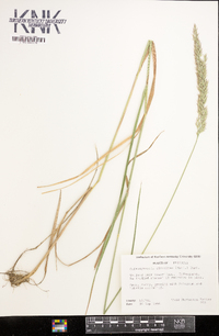 Calamagrostis cinnoides image