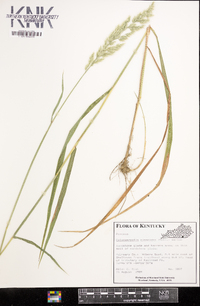 Calamagrostis cinnoides image