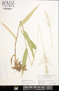 Dichanthelium polyanthes image