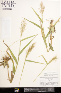 Dichanthelium polyanthes image