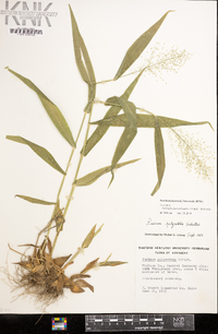 Dichanthelium polyanthes image