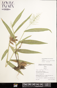 Dichanthelium polyanthes image