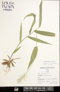 Dichanthelium polyanthes image