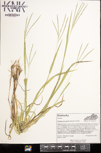 Digitaria ischaemum image