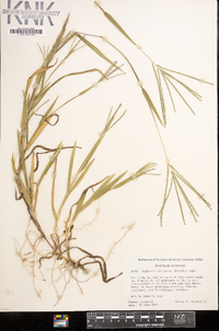 Digitaria ischaemum image