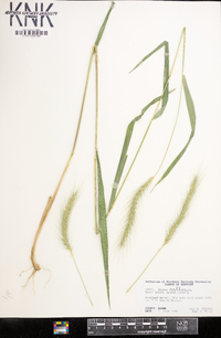 Elymus villosus image