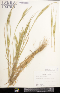 Elymus virginicus var. virginicus image