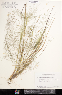 Eragrostis capillaris image