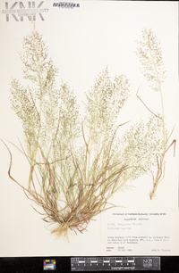 Eragrostis frankii image