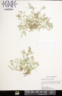 Eragrostis hypnoides image