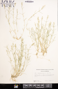 Eragrostis hypnoides image