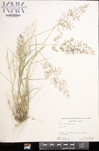 Eragrostis minor image