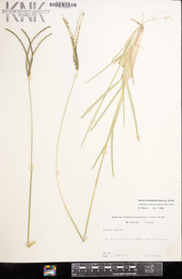 Eustachys petraea image