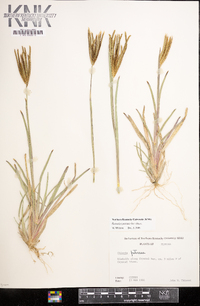 Eustachys petraea image