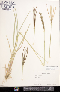 Eustachys petraea image